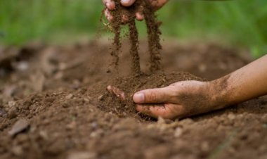 BM'ye göre 2050'ye kadar tarım alanlarının yüzde 90'ı tahrip olabilir