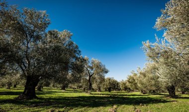 Ekonomiye ilişkin yeni torba teklif