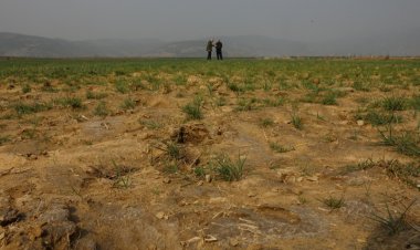 Tahıl  rekoltesi yüzde 30-40 düşebilir