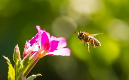 Arılar bir haftada iki can aldı