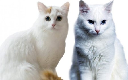 Türkiye'nin "kedileri"