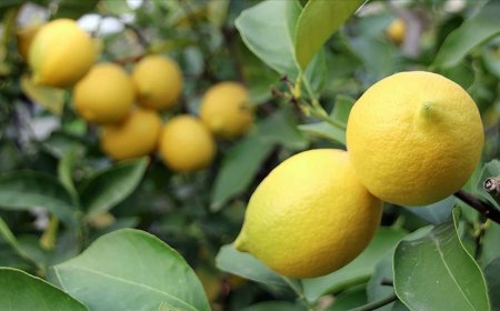 Eylülde en fazla fiyat farkı limonda görüldü: Yüzde 338