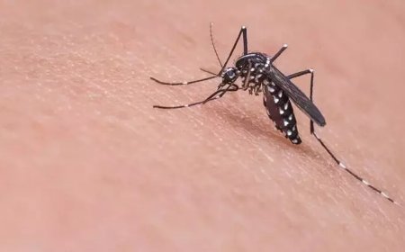 Türkiye'de Batı Nil virüsü 6 kişide görüldü