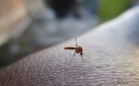 Sivrisineklerden insanlara bulaşan virüs paniğe yol açtı!