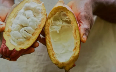 İsviçre'de bulunan yöntem, asırlık çikolata üretiminde bir dönüm noktası mı olacak?