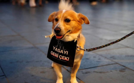 Gözler, sokak hayvanları için AYM'deki kritik toplantıda