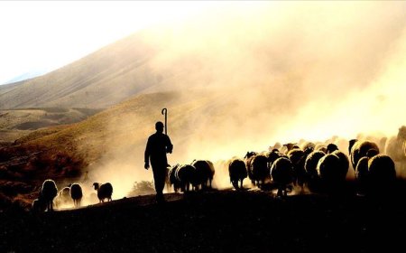 Bakanlık devreye girdi: 100 bin çoban aranıyor