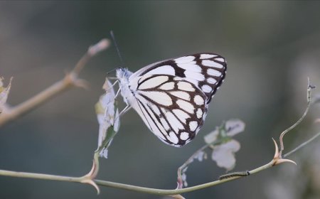 Göçmen "beyaz öncü kelebeği"nin peşinde 1590 kilometre yol katettiler