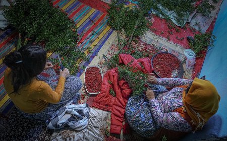 Yeni yılın uğurlu çiçeği kokina evlerimize nasıl ulaşıyor?